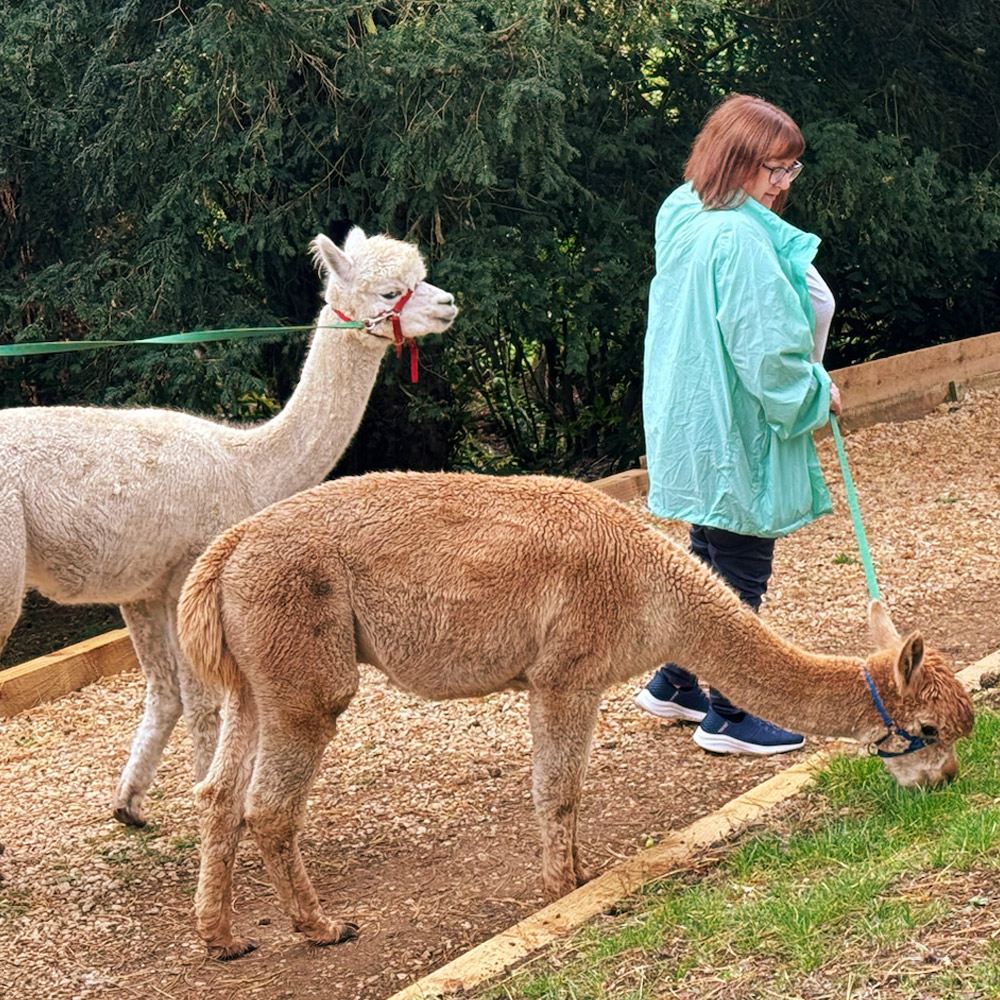 Photo of alpacas being walked on the property of Cowley Manor