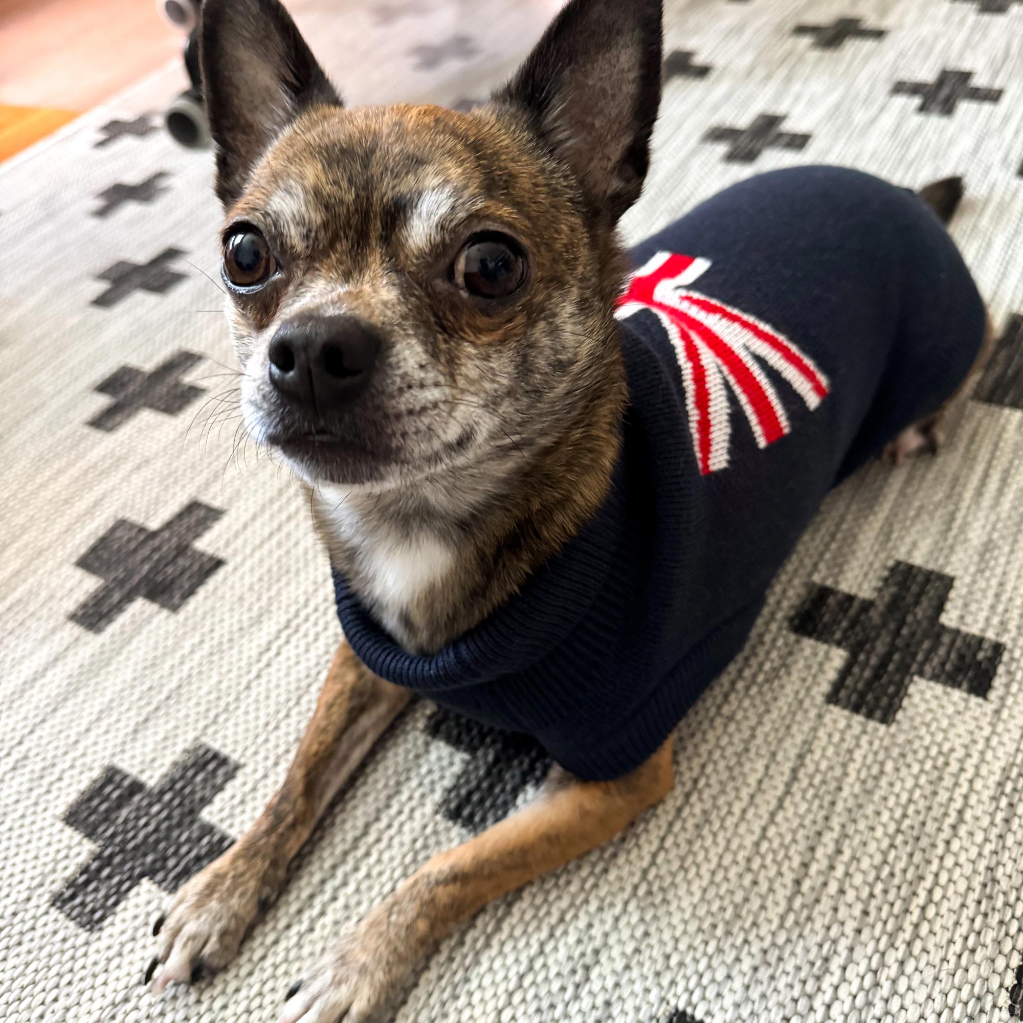 An image of Freddie Mercury the dog in a Union Jack sweater
