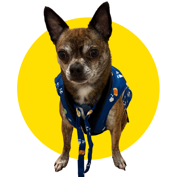 Dog kimono